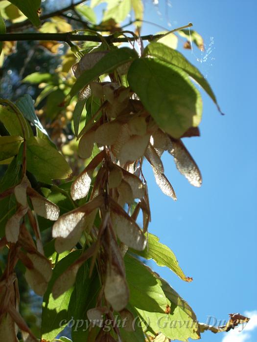 Seed pods, Glen Innes DSCN0077.jpg